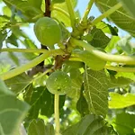 μyrtali וילה